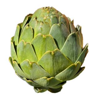 artichoke