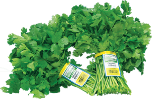 Cilantro - Lakeside Organic Gardens