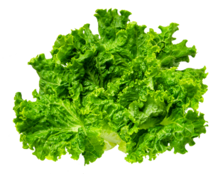 Green Leaf Lettuce